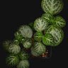 Plectranthus oertendahlii