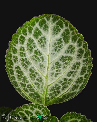 Plectranthus oertendahlii
