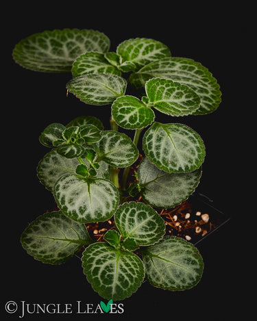 Plectranthus oertendahlii