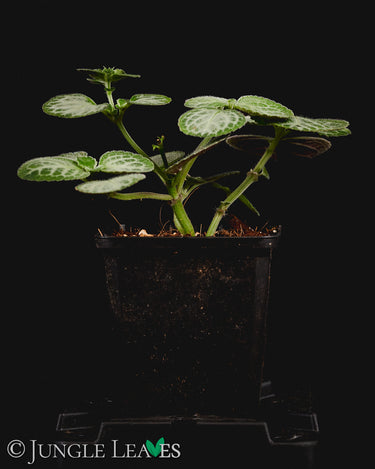 Plectranthus oertendahlii