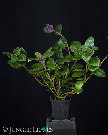 Plectranthus purpuratus