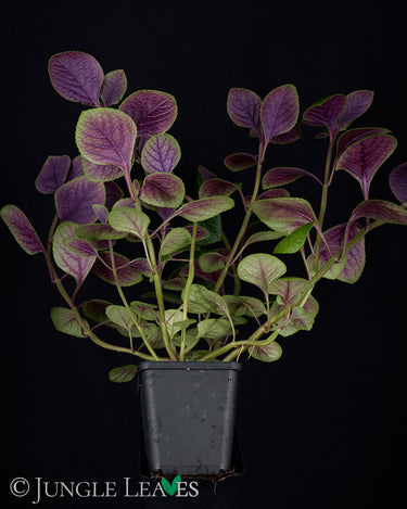 Plectranthus purpuratus