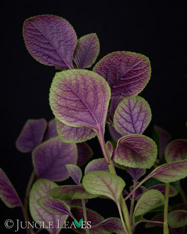 Plectranthus purpuratus