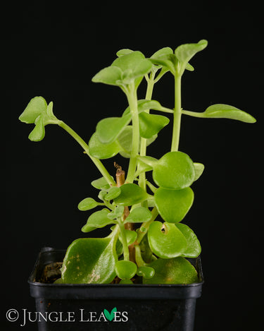 Plectranthus socotranus