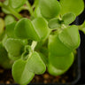 Plectranthus socotranus