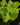 Plectranthus socotranus