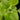 Plectranthus socotranus