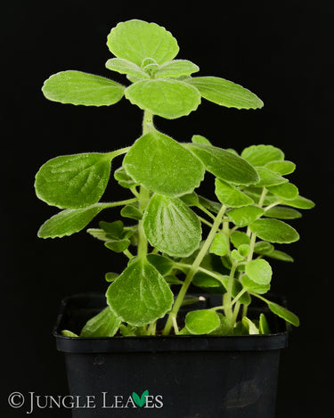 Plectranthus sp. ‘Cola’