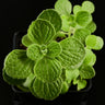 Plectranthus sp. ‘Cola’
