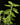 Plectranthus sp. ‘Cola’