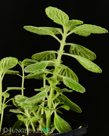 Plectranthus sp. ‘Cola’