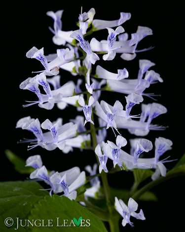 Plectranthus zuluensis (Zulu-Plectranthus)