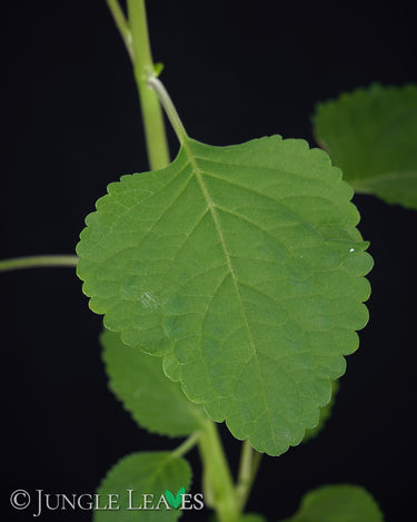 Plectranthus zuluensis (Zulu-Plectranthus)