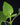 Plectranthus zuluensis (Zulu-Plectranthus)