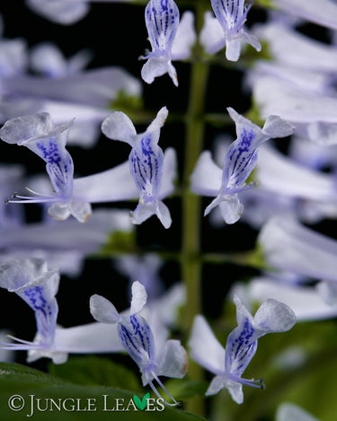 Plectranthus zuluensis (Zulu-Plectranthus)