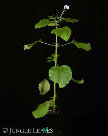 Plectranthus zuluensis 'Devils Knuckles'