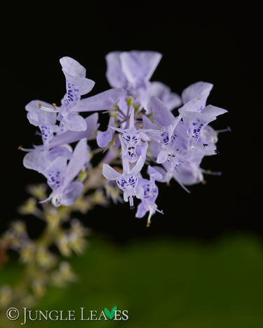Plectranthus zuluensis 'Devils Knuckles'