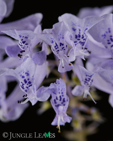Plectranthus zuluensis 'Devils Knuckles'