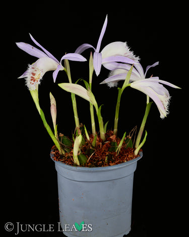 Pleione sp. (Gartenorchidee) - verschiedene Farben