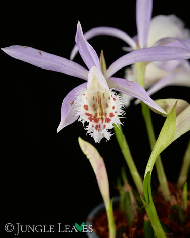 Pleione sp. (Gartenorchidee) - verschiedene Farben