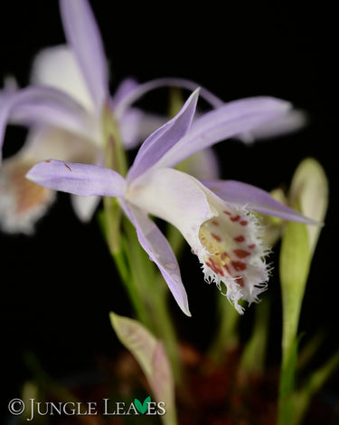 Pleione sp. (Gartenorchidee) - verschiedene Farben
