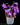 Pleione sp. (Gartenorchidee) - verschiedene Farben