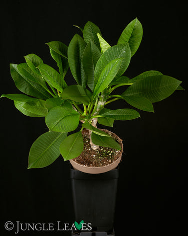 Plumeria (Frangipani)