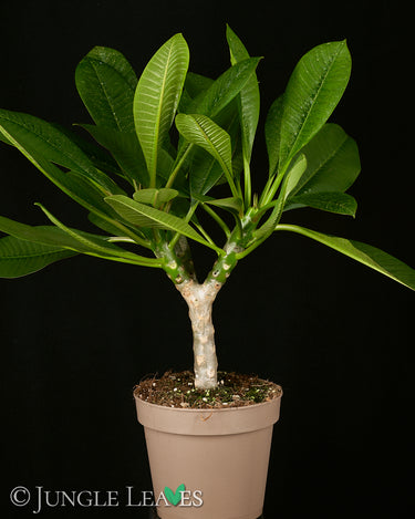 Plumeria (Frangipani)