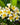 Plumeria (Frangipani)