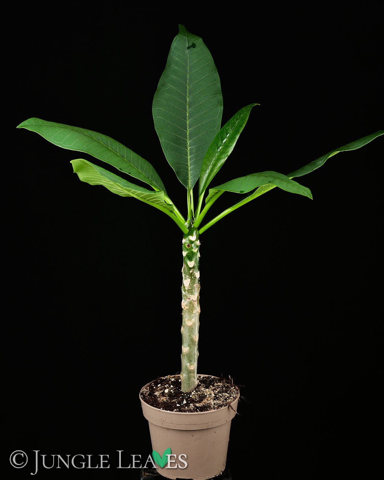plumeria als zimmerpflanze Plumeria sp. (Frangipani)