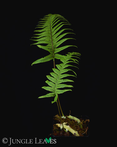 Polypodium formosanum (Goniophlebium)