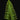 Polypodium formosanum (Goniophlebium)