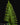 Polypodium formosanum (Goniophlebium)