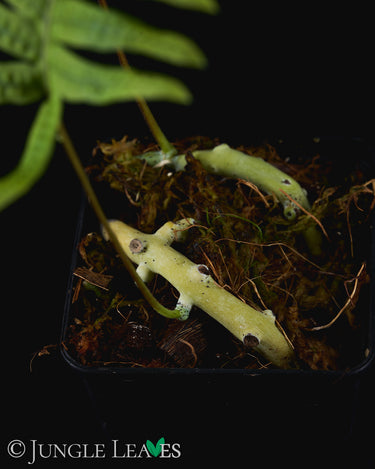 Polypodium formosanum (Goniophlebium)
