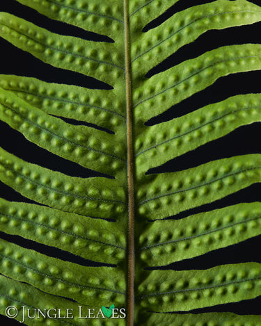 Polypodium formosanum (Goniophlebium)