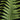 Polypodium formosanum (Goniophlebium)