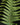 Polypodium formosanum (Goniophlebium)