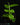 Pothos cf. scandens