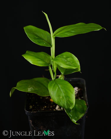 Pothos cf. scandens