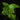Pothos cf. scandens