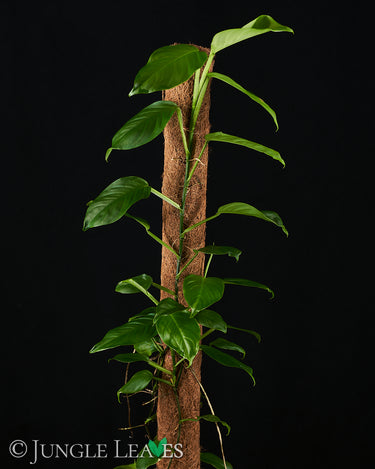 Pothos cf. scandens