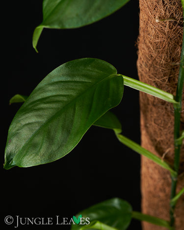Pothos cf. scandens