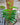 Pothos scandens