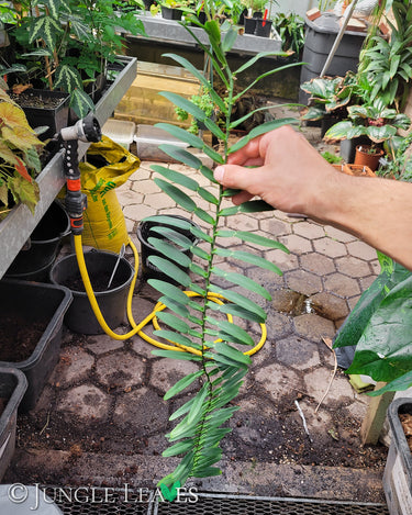 Pothos scandens