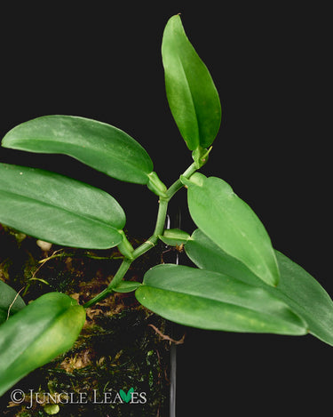 Pothos scandens