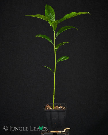 Pouteria lucuma