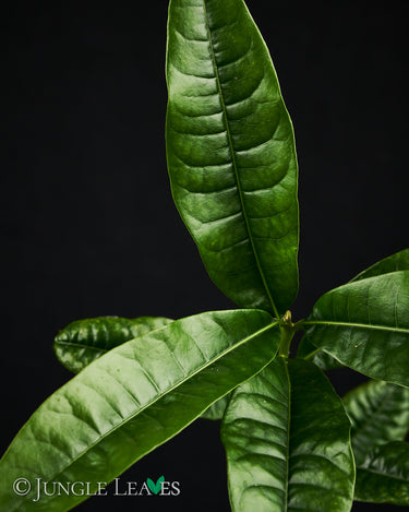 Pouteria lucuma