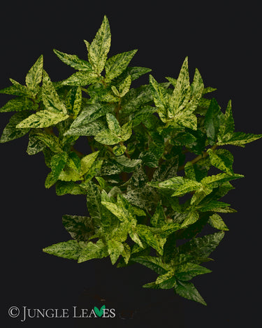 Procris repens Variegata