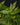 Procris repens Variegata