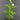 Psidium cattleyanum